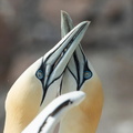 Northern Gannets (Morus bassanus) 2, Bass Rock, Scotland, UK